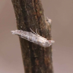 Epermenia exilis at Dryandra St Woodland - 3 Apr 2023 by ConBoekel