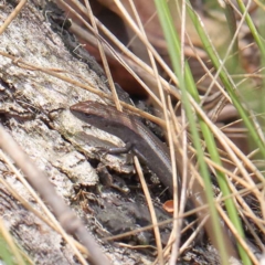 Lampropholis delicata (Delicate Skink) at Dryandra St Woodland - 3 Apr 2023 by ConBoekel