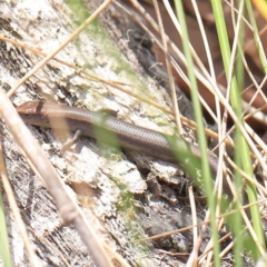 Lampropholis delicata at O'Connor, ACT - 3 Apr 2023 11:12 AM