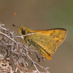 Ocybadistes walkeri (Green Grass-dart) at Dryandra St Woodland - 3 Apr 2023 by ConBoekel