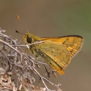 Ocybadistes walkeri at O'Connor, ACT - 3 Apr 2023