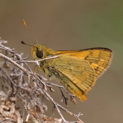 Ocybadistes walkeri (Green Grass-dart) at Dryandra St Woodland - 3 Apr 2023 by ConBoekel