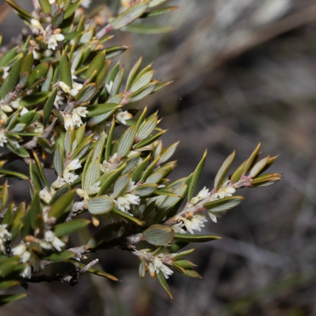 Monotoca scoparia at Green Cape, NSW - 25 May 2023