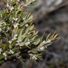 Monotoca scoparia (Broom Heath) at Green Cape, NSW - 25 May 2023 by Steve63