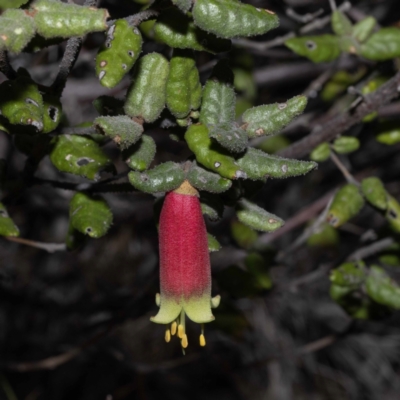 Correa reflexa var. speciosa at Green Cape, NSW - 25 May 2023 by Steve63