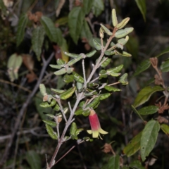 Correa reflexa var. speciosa at Green Cape, NSW - 25 May 2023