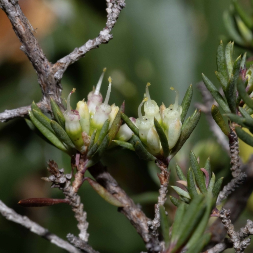Darwinia camptostylis at Green Cape, NSW - 25 May 2023