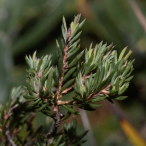 Darwinia camptostylis at Green Cape, NSW - 25 May 2023