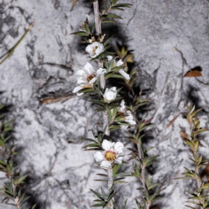 Leptospermum continentale at Green Cape, NSW - 25 May 2023