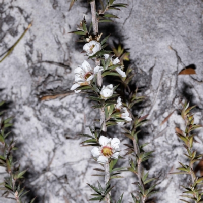 Leptospermum continentale (Prickly Teatree) at Green Cape, NSW - 25 May 2023 by Steve63