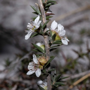 Leptospermum continentale at Green Cape, NSW - 25 May 2023