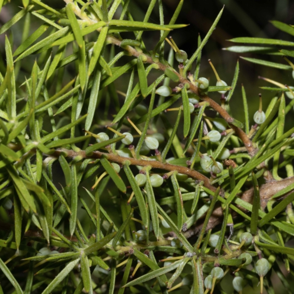 Persoonia juniperina at Green Cape, NSW - 25 May 2023