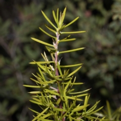 Persoonia juniperina at Green Cape, NSW - 25 May 2023
