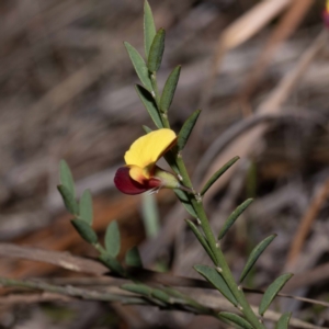 Bossiaea heterophylla at Green Cape, NSW - 25 May 2023