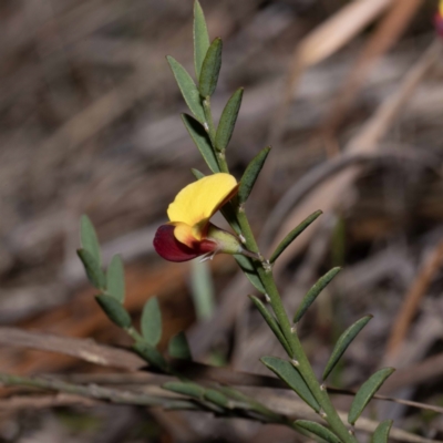 Bossiaea heterophylla (Variable Bossiaea) at Green Cape, NSW - 25 May 2023 by Steve63