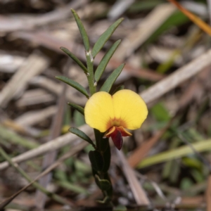 Bossiaea heterophylla at Green Cape, NSW - 25 May 2023