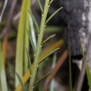 Bossiaea heterophylla at Green Cape, NSW - 25 May 2023