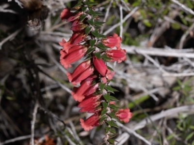 Epacris impressa (Common Heath) at Green Cape, NSW - 25 May 2023 by Steve63