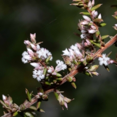 Leucopogon ericoides (Pink Beard-Heath) at Green Cape South - 25 May 2023 by Steve63