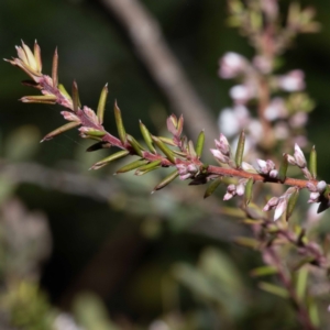 Leucopogon ericoides at Green Cape, NSW - 25 May 2023