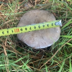 Unidentified Cap on a stem; gills below cap [mushrooms or mushroom-like] at Corrowong, NSW - 23 May 2023 by BlackFlat