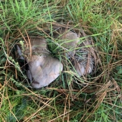 Unidentified at suppressed - 23 May 2023