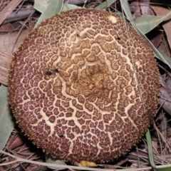 Unidentified Cap on a stem; pores below cap [boletes & stemmed polypores] at Alexandra Hills, QLD - 22 Apr 2023 by TimL
