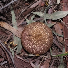 Boletellus sp. at Alexandra Hills, QLD - 23 Apr 2023 09:57 AM