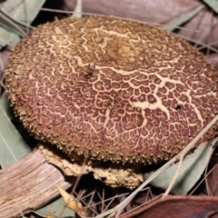 Boletellus sp. at Alexandra Hills, QLD - 23 Apr 2023 09:57 AM