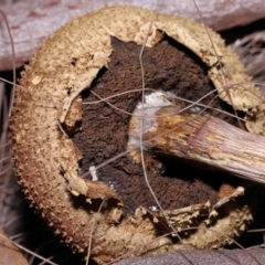 Boletellus sp. at Alexandra Hills, QLD - 23 Apr 2023 09:57 AM