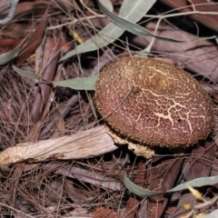 Boletellus sp. at Alexandra Hills, QLD - 23 Apr 2023 09:57 AM