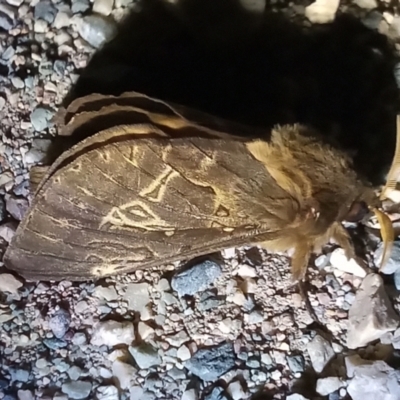 Oxycanus antipoda (Late Oxycanus) at Pine Island to Point Hut - 25 May 2023 by michaelb