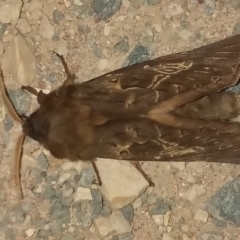 Unidentified at suppressed - 25 May 2023