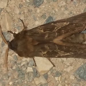 Unidentified at suppressed - 25 May 2023