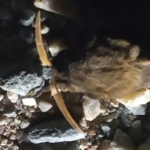 Unidentified at suppressed - 25 May 2023