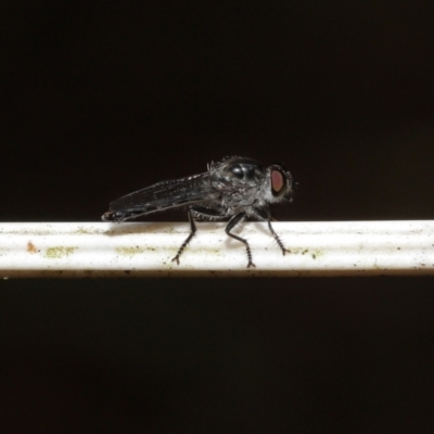 Unverified Robber fly (Asilidae) at Alexandra Hills, QLD - 23 Apr 2023 by TimL