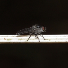 Unidentified Robber fly (Asilidae) at Alexandra Hills, QLD - 23 Apr 2023 by TimL