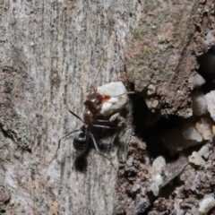 Iridomyrmex rufoniger (Tufted Tyrant Ant) at Capalaba, QLD - 23 Apr 2023 by TimL