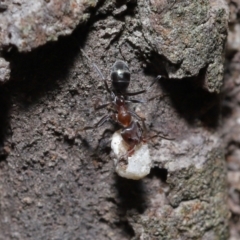 Iridomyrmex rufoniger at Capalaba, QLD - 23 Apr 2023 12:16 PM