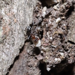 Iridomyrmex rufoniger at Capalaba, QLD - 23 Apr 2023 12:16 PM