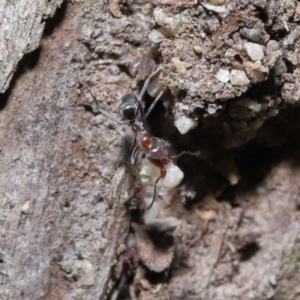 Iridomyrmex rufoniger at Capalaba, QLD - 23 Apr 2023 12:16 PM