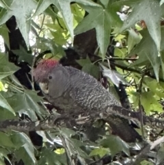 Callocephalon fimbriatum (Gang-gang Cockatoo) at The Slopes, NSW - 26 Mar 2023 by Tammyzak