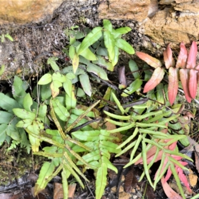 Blechnum ambiguum at Meryla State Forest - 24 May 2023 by plants