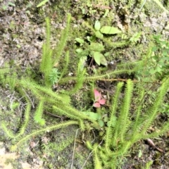 Lycopodiella lateralis (Slender Clubmoss) at Meryla, NSW - 24 May 2023 by plants