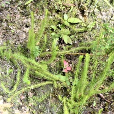 Lycopodiella lateralis (Slender Clubmoss) at Meryla - 24 May 2023 by plants