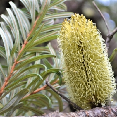 Banksia marginata (Silver Banksia) at Meryla, NSW - 25 May 2023 by plants