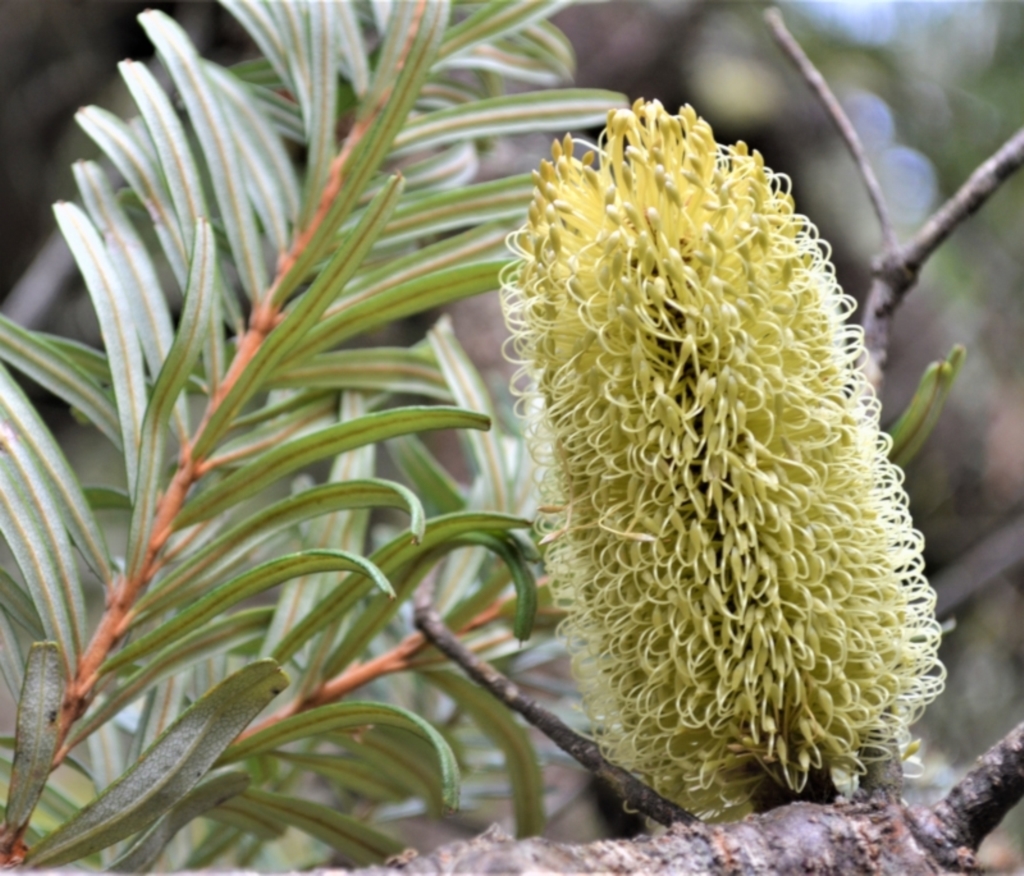 Banksia marginata at Meryla, NSW - 25 May 2023