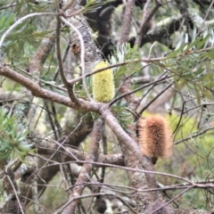 Banksia marginata at Meryla, NSW - 25 May 2023