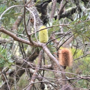 Banksia marginata at Meryla, NSW - 25 May 2023