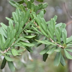 Banksia marginata at Meryla, NSW - 25 May 2023